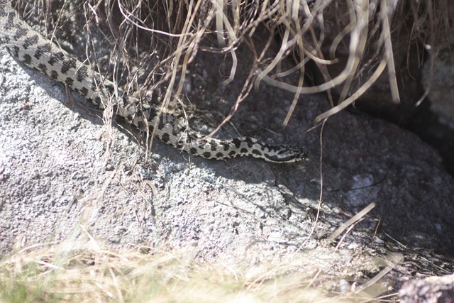 vipera berus